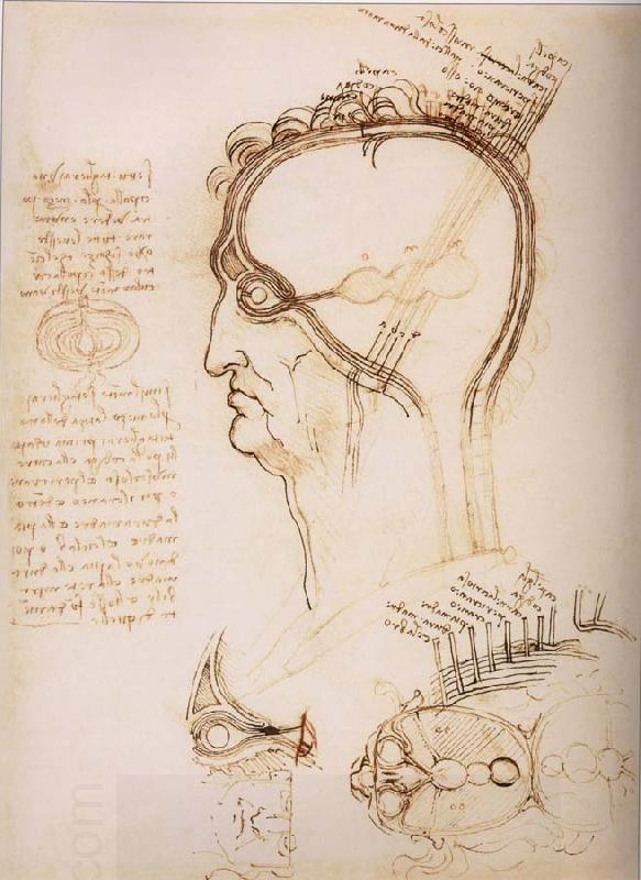 LEONARDO da Vinci Anatomical study of the brain and the scalp China oil painting art